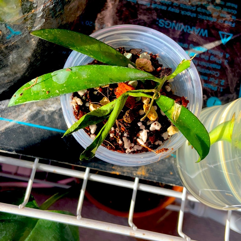 Hoya Sulwesiana